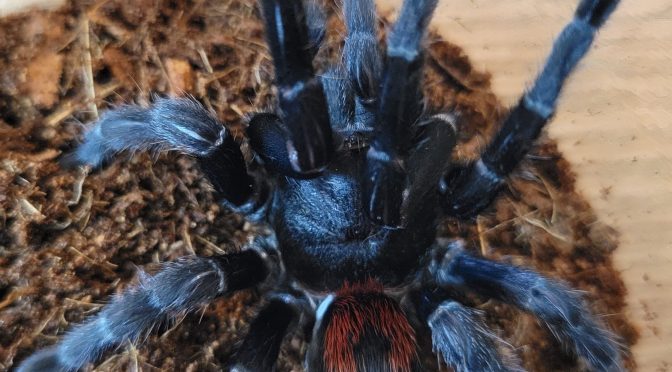 【入荷&在庫情報】マダガスカル便入荷!!タランチュラ海外便!!【年末は31日まで営業予定】