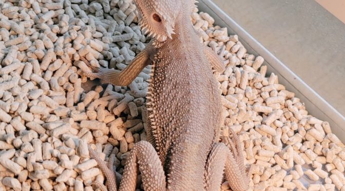 【入荷＆在庫情報】国内CBフトアゴ、レオパ、カブクワ